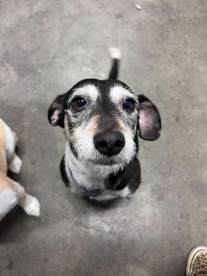 A black and white dog with floppy ears looking up at the camera.