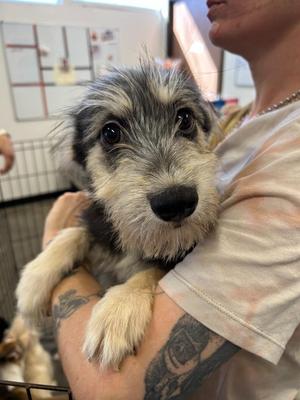 Chayce, Mixed Breed, puppy, available for adoption