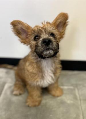 Antinous, Mixed Breed, puppy, available for adoption