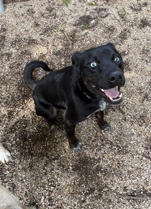 Tony, Border Collie / Mixed Breed, young, available for adoption