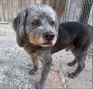 A gray and black dog with a shaggy coat standing on a gravel surface.