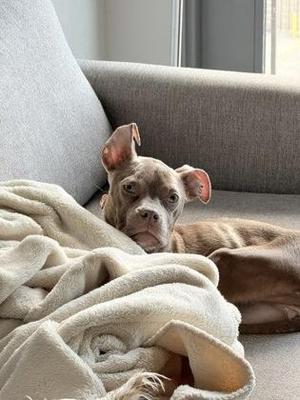 Angel Eyes IN FOSTER, Terrier / Mixed Breed, puppy, available for adoption