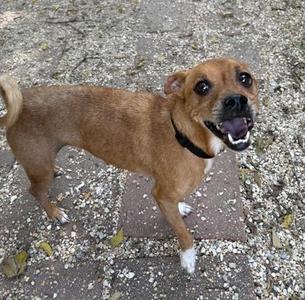 A brown dog with a black collar standing on a gravel path, looking up with its mouth open.