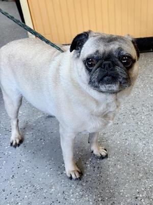 a pug dog standing on a speckled floor