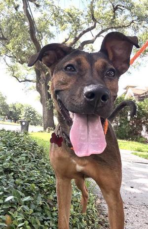 Florin, Labrador Retriever / Mixed Breed, puppy, available for adoption