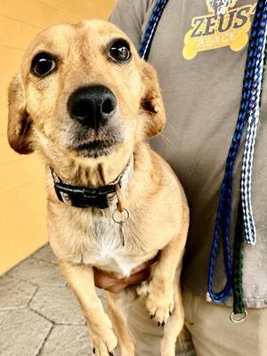 Marley, Dachshund / Mixed Breed, adult, available for adoption