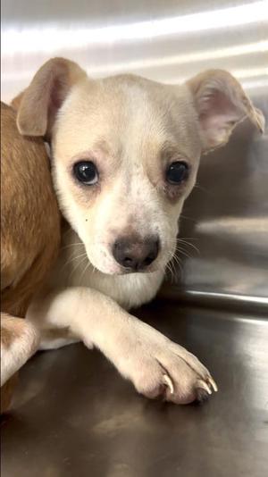 Penelope, Terrier / Mixed Breed, puppy, available for adoption