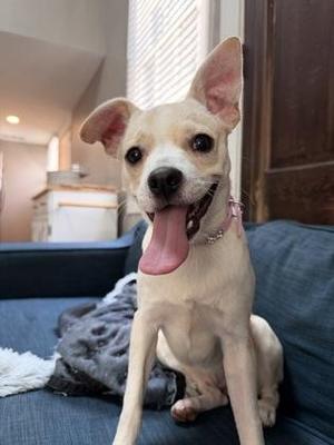 Mr. Penelope, Terrier / Mixed Breed, puppy, available for adoption