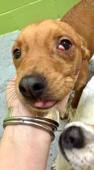Paisley, Terrier / Mixed Breed, puppy, available for adoption