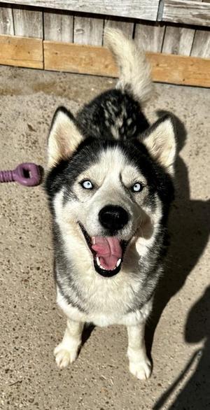Skye, Siberian Husky / Mixed Breed, adult, available for adoption