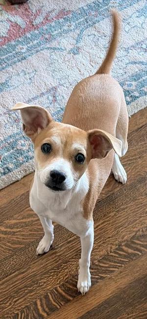 A small brown and white dog standing on a wooden floor, looking up at the camera.