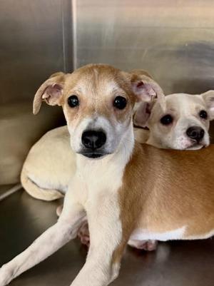 Piper, Terrier / Mixed Breed, puppy, available for adoption