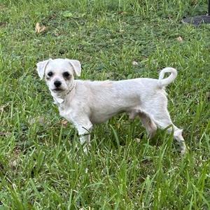 McDreamy, Shih Tzu / Mixed Breed, senior, available for adoption