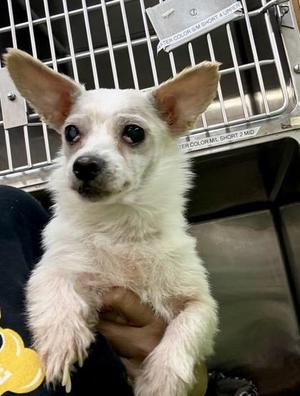 Maraschino, Chihuahua / Mixed Breed, adult, available for adoption