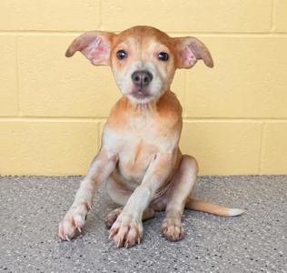 A small brown and white puppy sitting on a concrete surface with a yellow wall in the background.