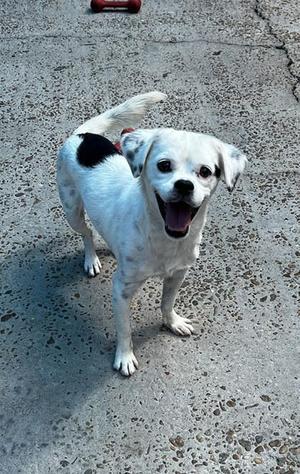 Jo-Jo, Chihuahua / Mixed Breed, adult, available for adoption