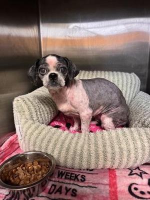 Tilly, Shih Tzu / Mixed Breed, adult, available for adoption