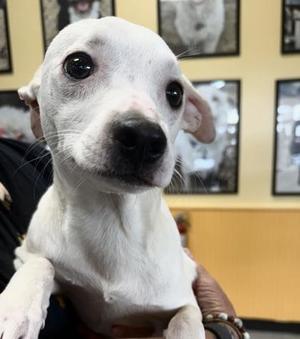 Pipsqueak, Terrier / Mixed Breed, young, available for adoption