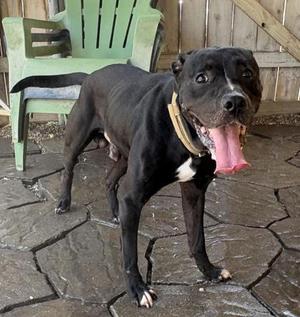 A black dog with a white chest patch standing on a stone patio, wearing a collar, with its tongue out and looking at the camera.