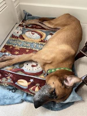 Asia, Labrador Retriever / Shepherd, senior, available for adoption
