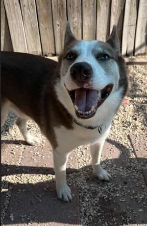 Wiley, Siberian Husky / Mixed Breed, young, available for adoption