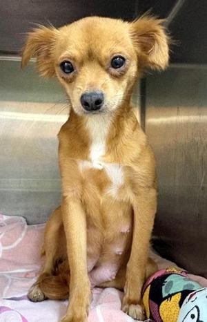 PSuzie Q, Chihuahua / Mixed Breed, young, available for adoption