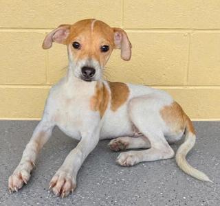 a small brown and white dog lying on the ground