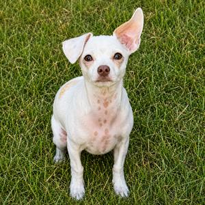 Ernest, Chihuahua, adult, available for adoption