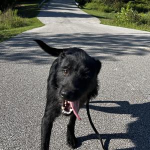 Joey Jay, Terrier, adult, available for adoption