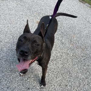 A black dog with a purple leash standing on a paved surface, looking up with its tongue out.