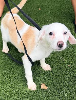 Bean, Border Collie, puppy, available for adoption