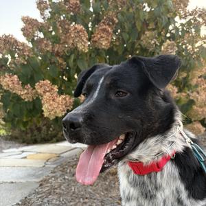 Jax, Australian Cattle Dog / Blue Heeler, adult, available for adoption