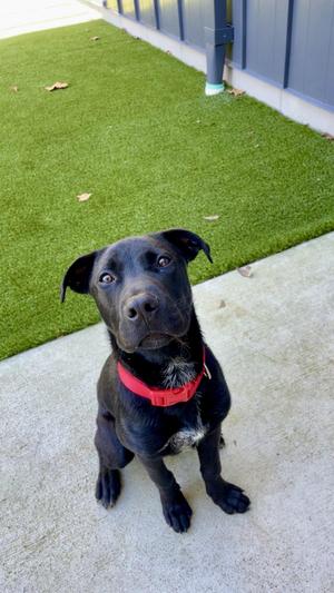 Gunter, Black Labrador Retriever, puppy, available for adoption