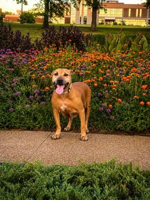 Gigi Goode, Mixed Breed, adult, available for adoption