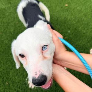 Valerie, Border Collie, puppy, available for adoption