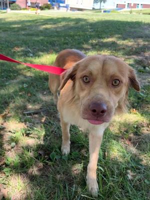 A brown dog with floppy ears and a red leash standing on grass.