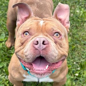 Emoji, Bulldog, adult, available for adoption