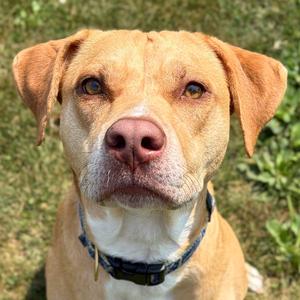 Capri Sun, Labrador Retriever, adult, available for adoption