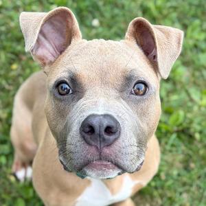 Taz, Pit Bull Terrier, adult, available for adoption