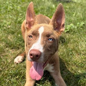 Ram, young, available for adoption