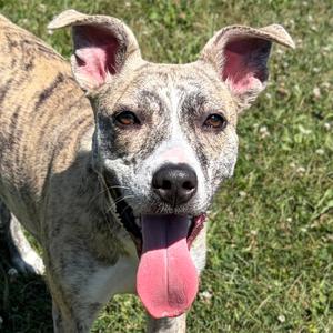 Nova, Terrier, adult, available for adoption