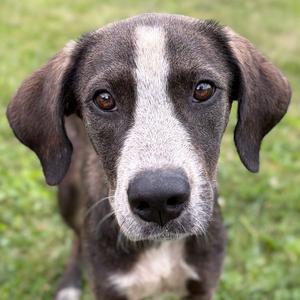 Maven, Hound, young, available for adoption