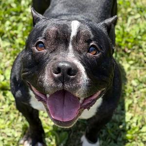 Mercedes, Pit Bull Terrier, adult, available for adoption