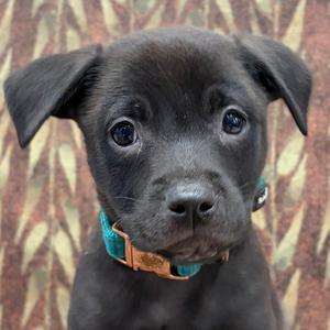Tutt, puppy, available for adoption