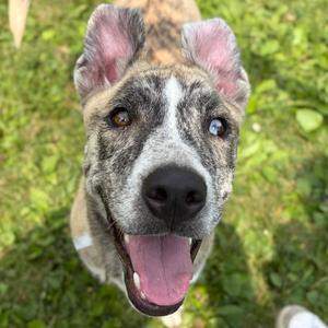 Royce, young, available for adoption
