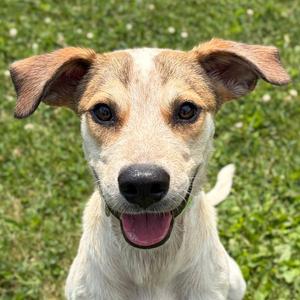 Fraiser, Hound, young, available for adoption