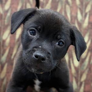 Hickory, puppy, available for adoption