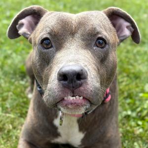 Kimmie, Pit Bull Terrier, adult, available for adoption