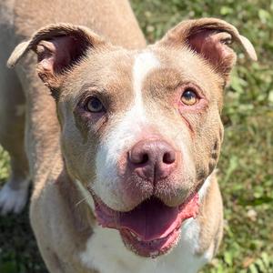 Judy, Pit Bull Terrier, adult, available for adoption