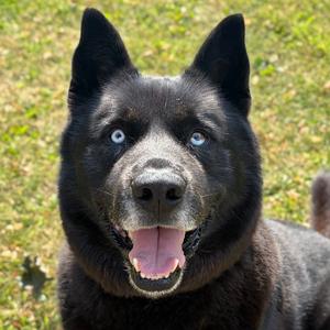 Dalven, Husky, adult, available for adoption